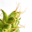 CBD nella vostra routine di bellezza - Go Out, n°90 maggio 2021